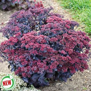 After Dark Sedum Thumbnail